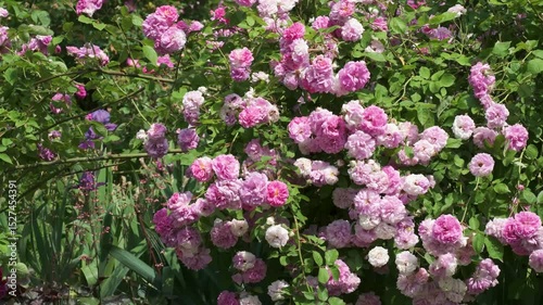 Pink roses bloom vibrantly in a sunny garden setting
