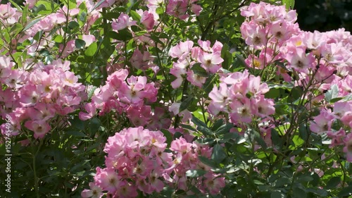 Vibrant blooms adorn the garden in full spring glory all around