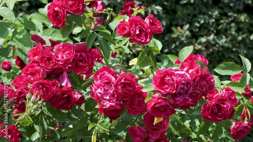 Blooming red roses grace a sunny garden in vibrant colors