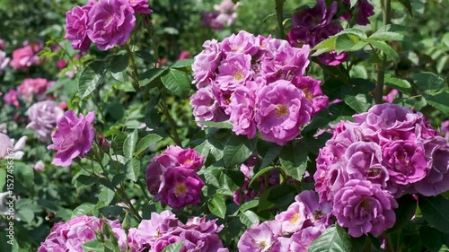 Vibrant pink roses bloom in a sunny garden from early summer