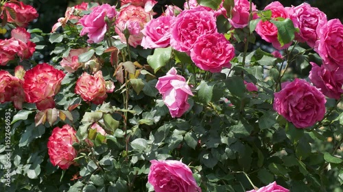Blossoming beauty in a vibrant rose garden under clear skies