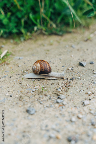 Snail on a Country Path
