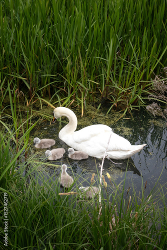 Fototapeta Naklejka Na Ścianę i Meble -  Family of swans in grassy pond