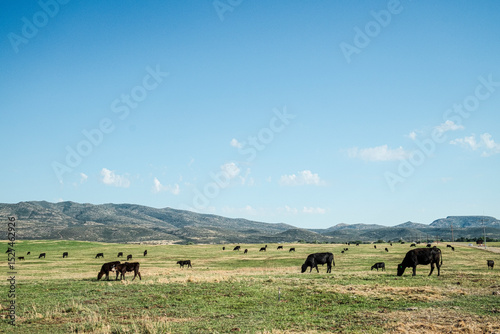 Herd of black cattle grazing in field near mountains