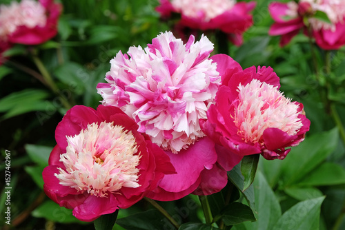 Pink and cream double Japanese peony Paeonia lactiflora ‘White Cap’ in flower.