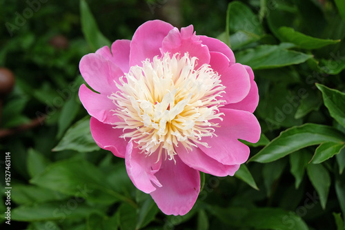 Pink and cream double Japanese peony Paeonia lactiflora ‘Bowl of Beauty’ in flower.