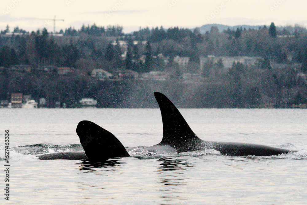 Fototapeta premium Side view of two endangered orcas swimming together near Seattle