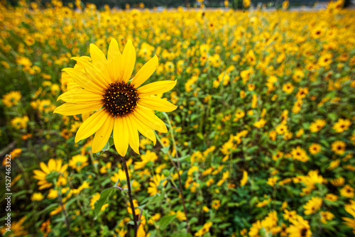 Black eyed susan sunflower against a field of like flowers