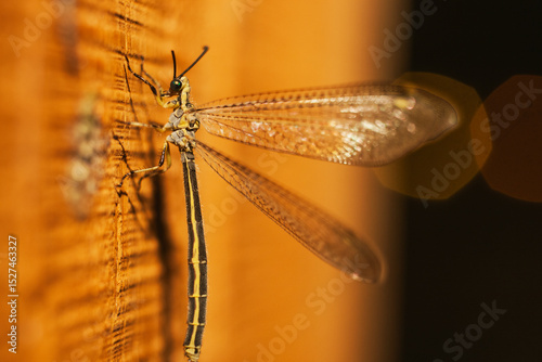 A creoleon winged insect clings to wooden wall