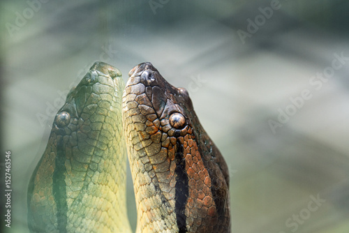 Anaconda’s head against glass creating a mirrored reflection