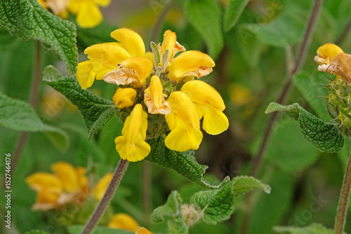 Yellow Phlomis longifolia variety bailanica, long leaved Jerusalem sage, in flower.