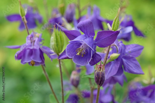 Purple Aquilegia alpina, alpine columbine, also known as  American bluebells or culverwort, in flower.