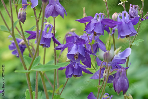 Purple Aquilegia alpina, alpine columbine, also known as  American bluebells or culverwort, in flower.