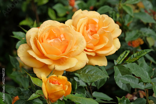 Golden yellow bush rose, Rosa ‘Golden Beauty’ in flower.