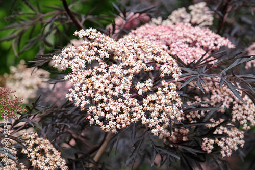 Cream Sambucus Nigra ‘Black Lace’, or common elder, in flower.