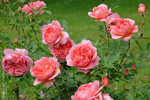 Salmon pink shrub rose, rosa ‘Boscobel’ in flower.