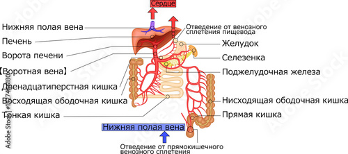 門脈　臓器　血管　イラスト　ロシア語