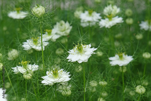 White Nigella damascena, love in the mist,  ‘Albion Green Pod’ in flower.
