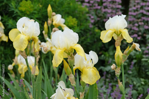 White and yellow bearded Iris ‘Casque d'Or’ in flower.