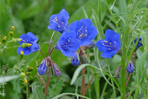 Bright blue Phacelia campanularia, desert  or californian bluebell, in flower.