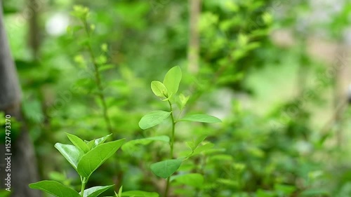 light green leaves on abstract background
