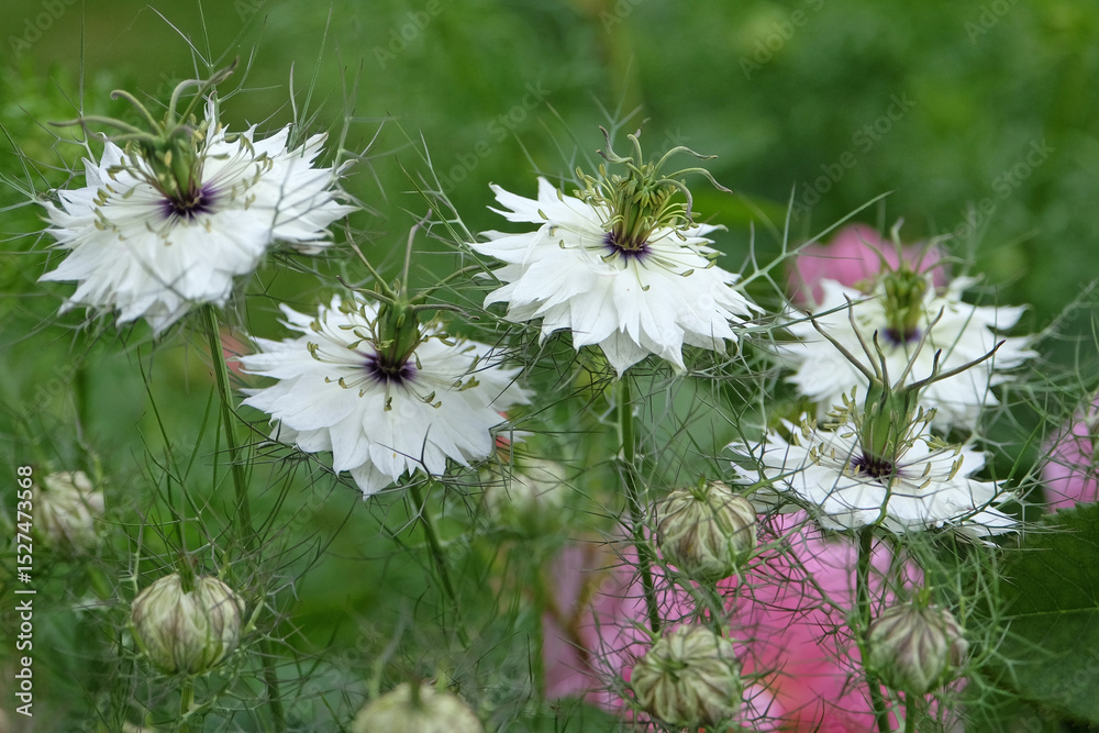Fototapeta premium White Nigella damascena, love in the mist, ‘Albion Green Pod’ in flower.