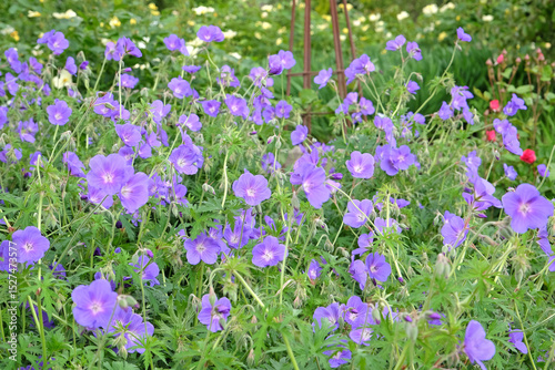 Purple hardy geranium cranesbill ‘Orion’ in flower.