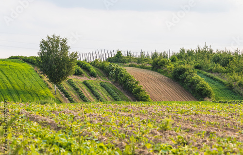 Landscape in the countryside on a sunny June day.