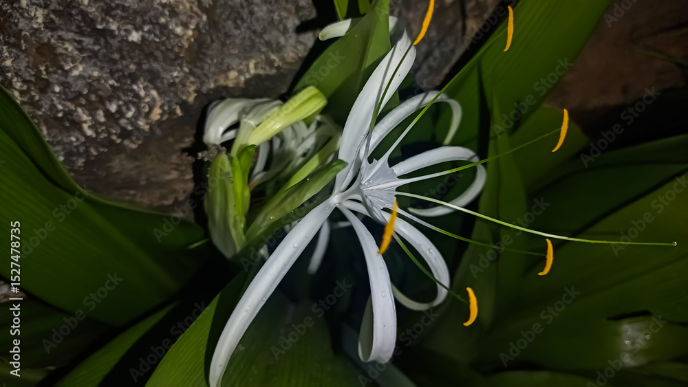 Obraz premium flower in the rain