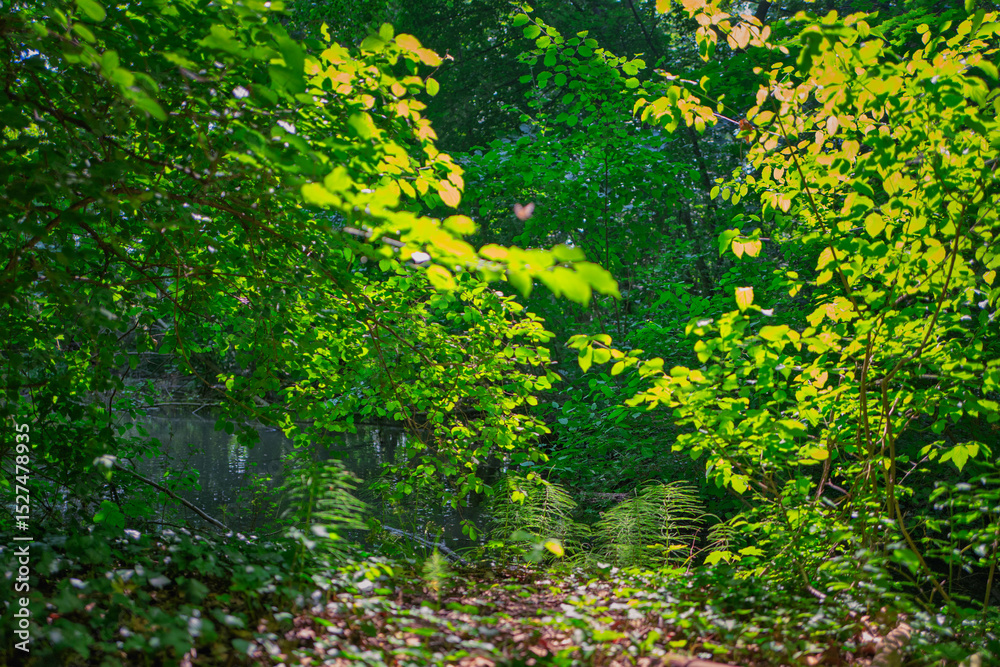 Fototapeta premium Jeu de lumière et couleurs dans le sous-bois au printemps