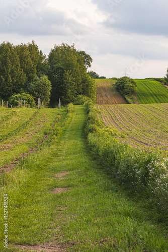 Landscape in the countryside on a sunny June day.