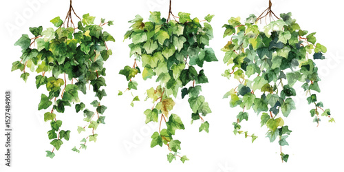 Set of Green creeper isolated on transparent or white background, green ivy leaves
