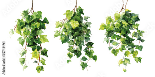 isolated hanging photos plant. Branch of green leaves twigs that growing on wall isolated on background, bush fresh plant for decoration.