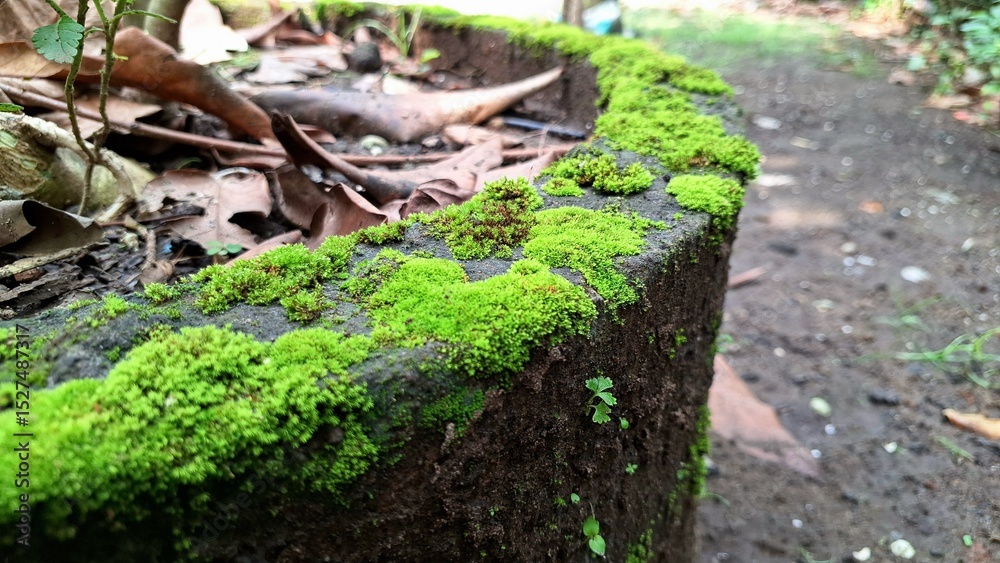 Fototapeta premium Close-Up of Wild Moss Growing on Damp Concrete Wall – Natural Green Texture Background for Eco Design, Nature Themes, Posters, Banners, and Environmental Presentations