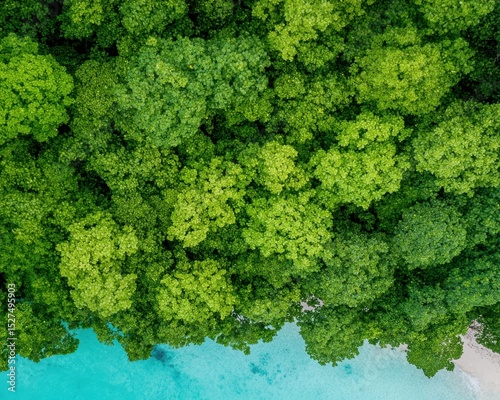 Aerial view of dense green forest canopy meeting turquoise waters, showcasing the beauty of nature and biodiversity.