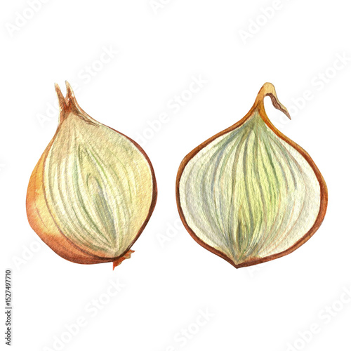 Onion slices, golden onion halves - hand drawn watercolor illustration, isolated on white background for fabric, textile, prints, design
