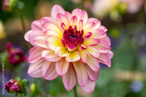 Delicate pink dahlia on a background of summer greenery. Perennial plants, gardening.