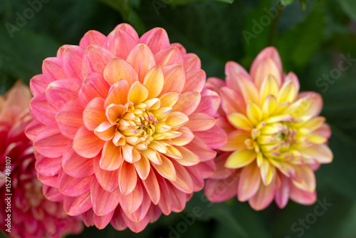 Gorgeous pink dahlias. Gardening, perennial flowers. Floral background.