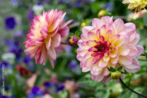 Delicate pink dahlia on a background of summer greenery. Perennial plants, gardening.