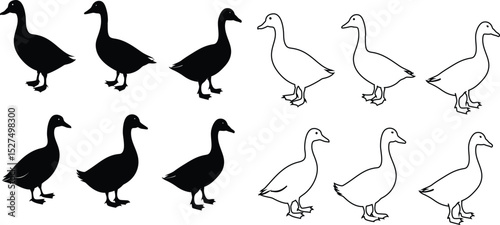 Set of duck silhouettes and outlines in vector format, isolated on white