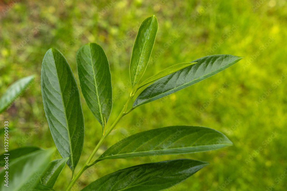Obraz premium Green cherry laurel bushes in the garden, ornamental cherry laurel bushes as a hedge in the orchard,