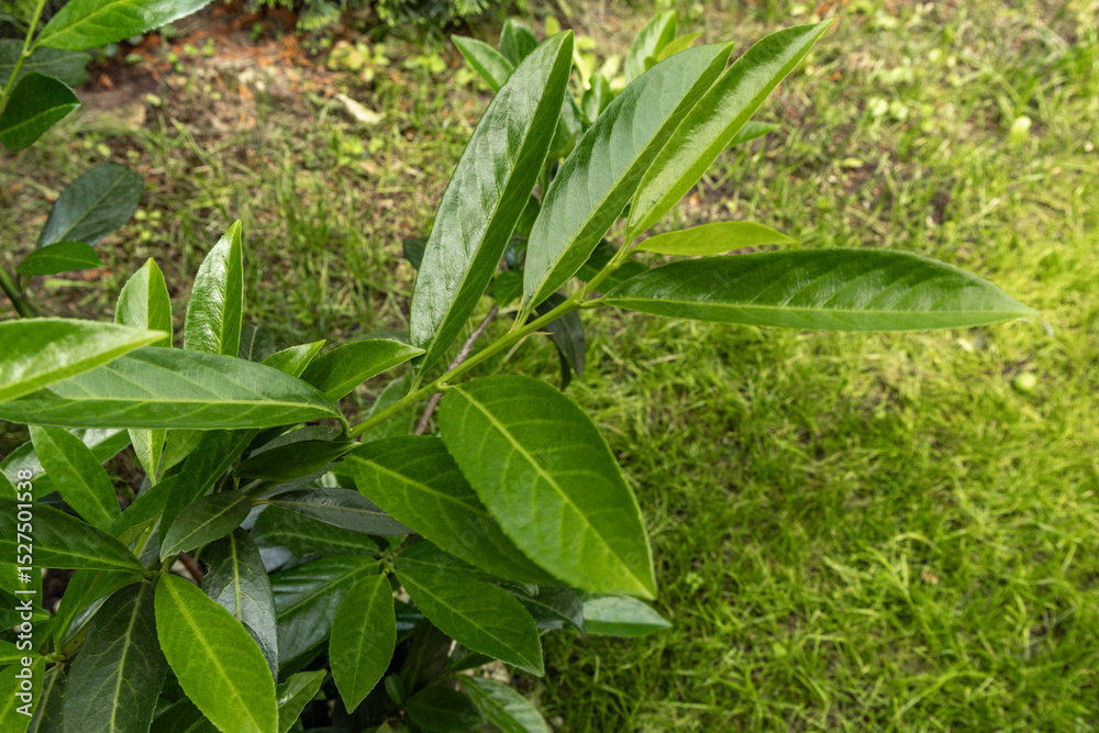 Obraz premium Green cherry laurel bushes in the garden, ornamental cherry laurel bushes as a hedge in the orchard,