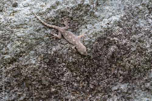 The gecko is on a stone in the park in Fukuoka city, Japan.