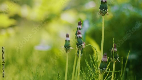 Withering dandelions on a sunny meadow with soft wind and green surroundings. Blurred trees in the distance add natural harmony. Great for nature, well-being and outdoor freedom concepts.