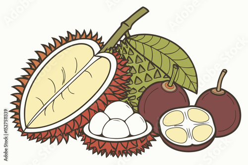 Tropical fruit illustration durian rambutan and mangosteen