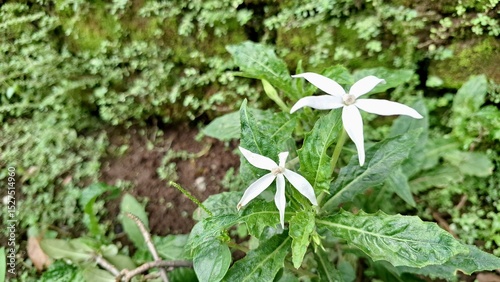 Blooming Hippobroma longiflora with its distinctive white petals, a plant containing alkaloids and terpenoids, presented as a natural wallpaper with a focus on its botanical details