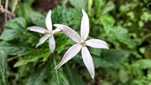 Pure white Hippobroma longiflora bloom with a soft green background, suitable as a natural wallpaper highlighting its phytochemical content and potential health benefits
