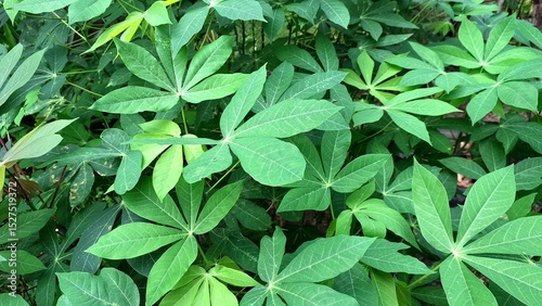 Wallpaper Mural Detailed Close-up of Manihot esculenta Leaves, Showcasing the Intricate Vein Structure and Palmate Shape, Excellent for Botanical Studies and Natural Backgrounds. Torontodigital.ca