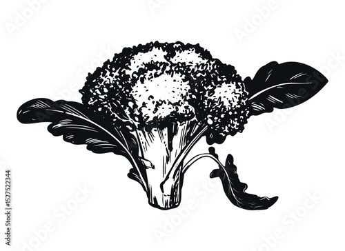 Vector sketch of broccoli. Hand-drawn ink drawing of cabbage, imitation of old engraving technique. Black and white drawing of cauliflower head with leaves on white background.
