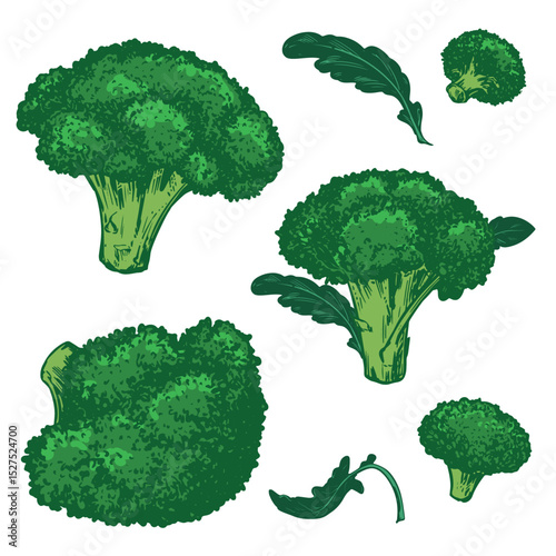 Vector sketch of green broccoli with leaves. Hand drawn cabbage, imitation of old color engraving technique. Line drawing of cauliflower on white background. Set of farm vegetables.